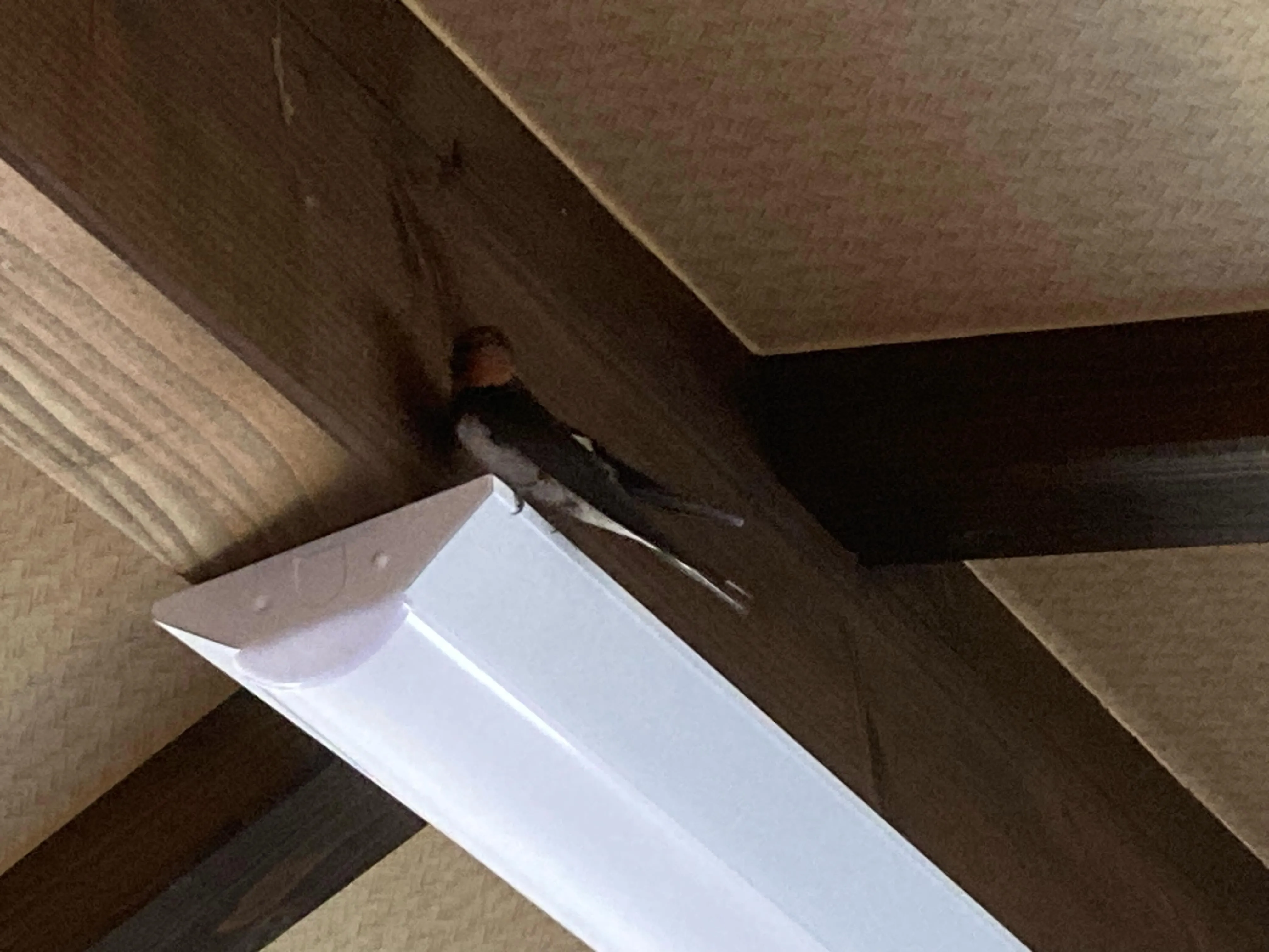 朝の光が差し込む我が家に、再びツバメのつがいがやって来ました...